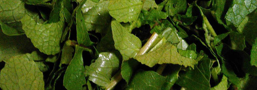 radish greens